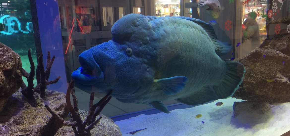 メガネモチノウオ